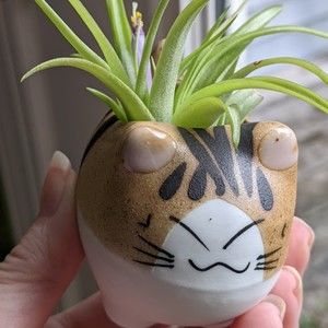 Meet your Posher, Cat